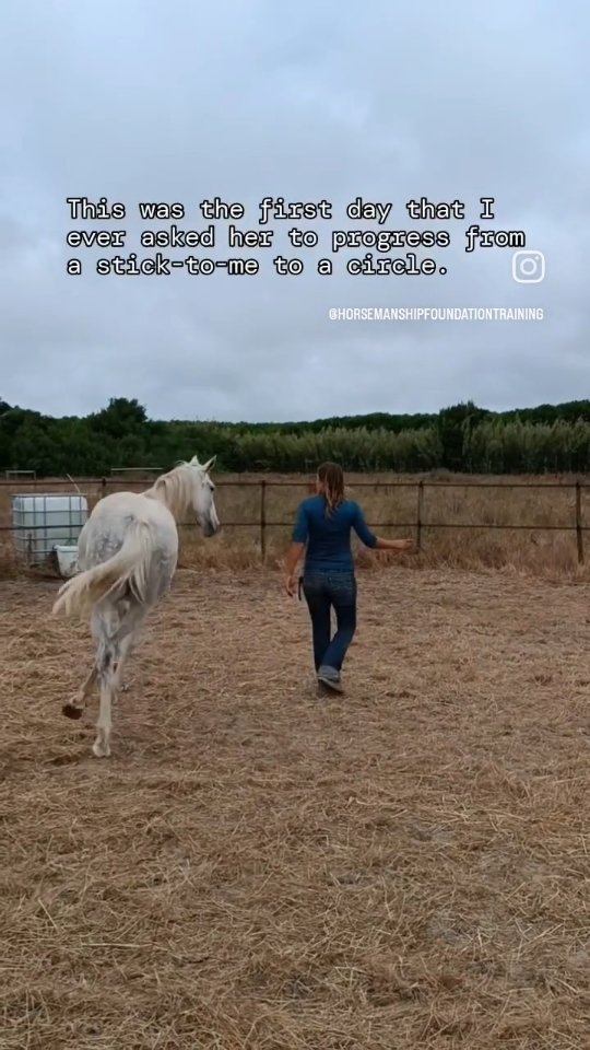 Herdeira d'Ouro - any nickname suggestions? For now I'm still calling her smart lady and I'd like her to have a name that you can actually call.
She's so sensitive and smart that I ended up mainly playing without any ropes or sticks with her as it's fun for me to challenge my own feel and timing.
For practicing safety things like picking up feet I used a rope and halter of course and from now on I will also use it more because I want her to get ready to go on walks outside.