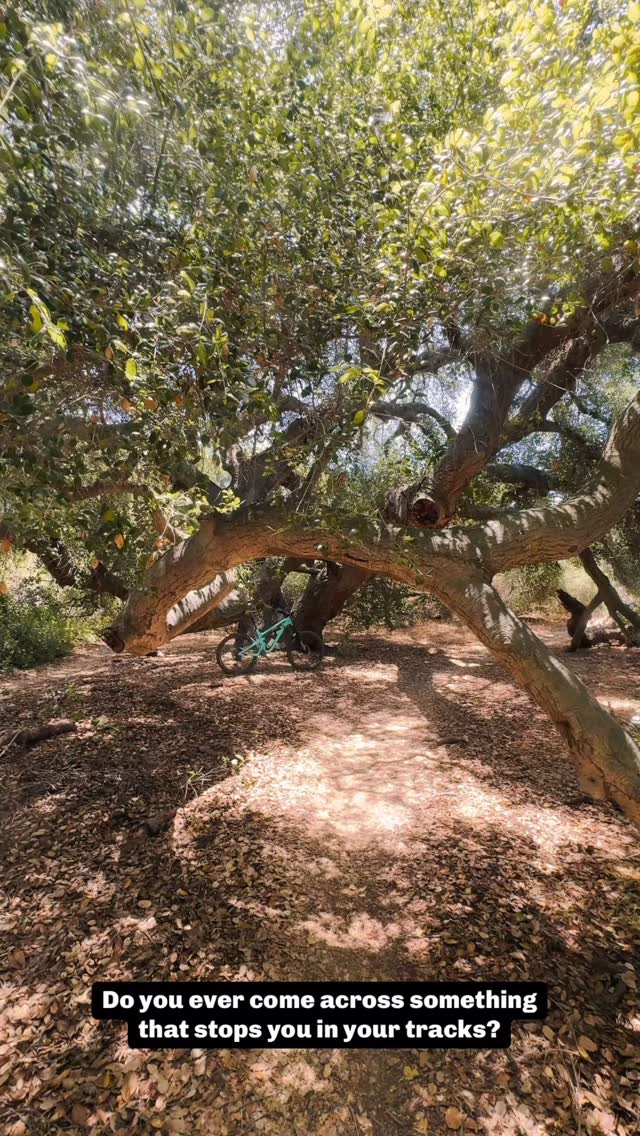 Real life Avatar tree 🌳
.
.
#shotoniphone #reels #laderaranch #california_igers #artofvisuals #unlimitedcalifornia #mountainbikelife #natureisbeautiful