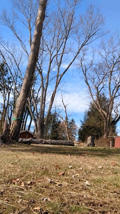 4.2, 40 in work boots. Large maple drop! #treeremoval #treeservice #treepruning #arboristsofinstagram
