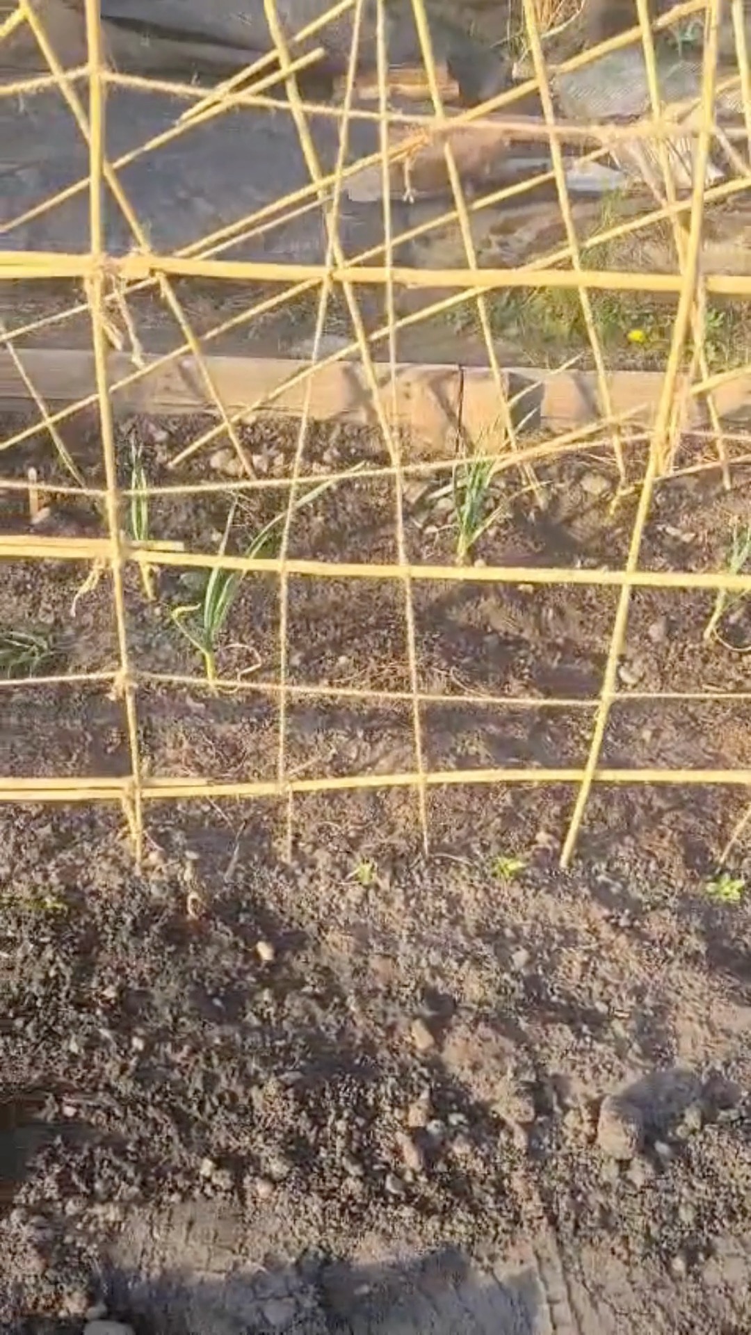 Sunny Days = more beds sorted at the allotment ☀ So happy that it's starting to take shape. It's taken a lot of work to get it to this point and I'm not sure we'll manage to utilise all 10 beds this year, but we have 8 beds that are very close to finished now 🥳 It shouldn't be too long until we have more growing and I am very excited to share when more seeds begin to sprout 🌱#allotmentuk #allotmentlove #allotmentlife #allotmentsofinstagram #growyourown #organicgardening