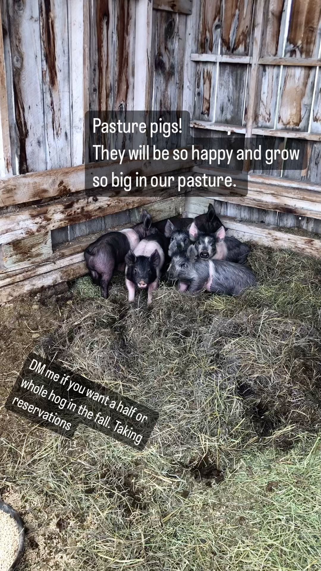 Now taking deposits for local, humanely raised pastured pork. DM me if you’re interested, these friends will be ready in the fall, growing happy and healthy in Teton Valley. We proudly raise our pork with love, feed them local grain and pasture them for a natural, healthy, happy pig life with plenty of room to root and roam. Happy animals feed healthy humans. We have 5 pigs available this year. Keeping it small to keep it real.
#SustainableAgriculture #SupportLocalFarmers #CommunitySupported #SustainableFarming #FarmLife #NaturalLiving #PasturedMeat #GrassFed #EthicalFarming #RegenerativeAgriculture #SmallFarms #HealthySoil #CommunitySupportedAgriculture #SustainableHarvest
#Sustainability #LocallySourced #FreshProduce #EthicalFarming #GreenLiving #WomanOwned #FemaleFarmer #WomenInAg #bossbabe #womeninagriculture