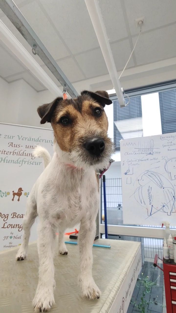 Faces of Wednesday ❤️✂️
#doggrooming #doggroomer #doggram #dogfriends #dogglowup #doggo #hundefrisör #hundefriseur #hundeliebe #hundefreunde #hundeglück