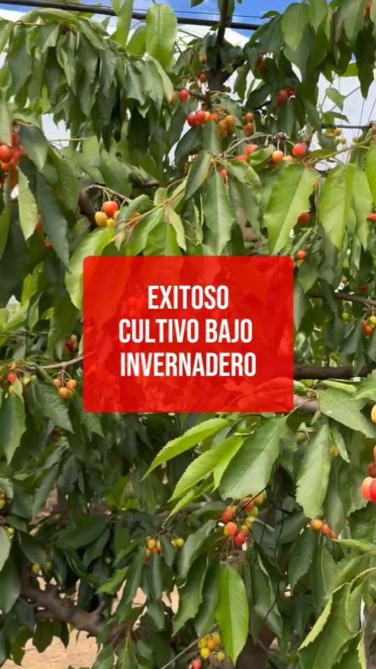 Estamos en momentos cruciales del cultivo. Vemos reflejados todos los manejos y esfuerzos del año y podemos decir con satisfacción y orgullo que el resultado ha superado las expectativas. Seguiremos apoyando a productores a lo largo de todo el país para que Chile siga posicionándose a nivel mundial con cerezas de la más alta calidad.
#cherry #cherries #chileagricola #agrochile #agronegocio #cerezas #cerezo #cherryblossom #smartcherry #redagricola #campochileno #agricultura #revistadelcampo #mundoagro #agronomia #agro #agroquimicos