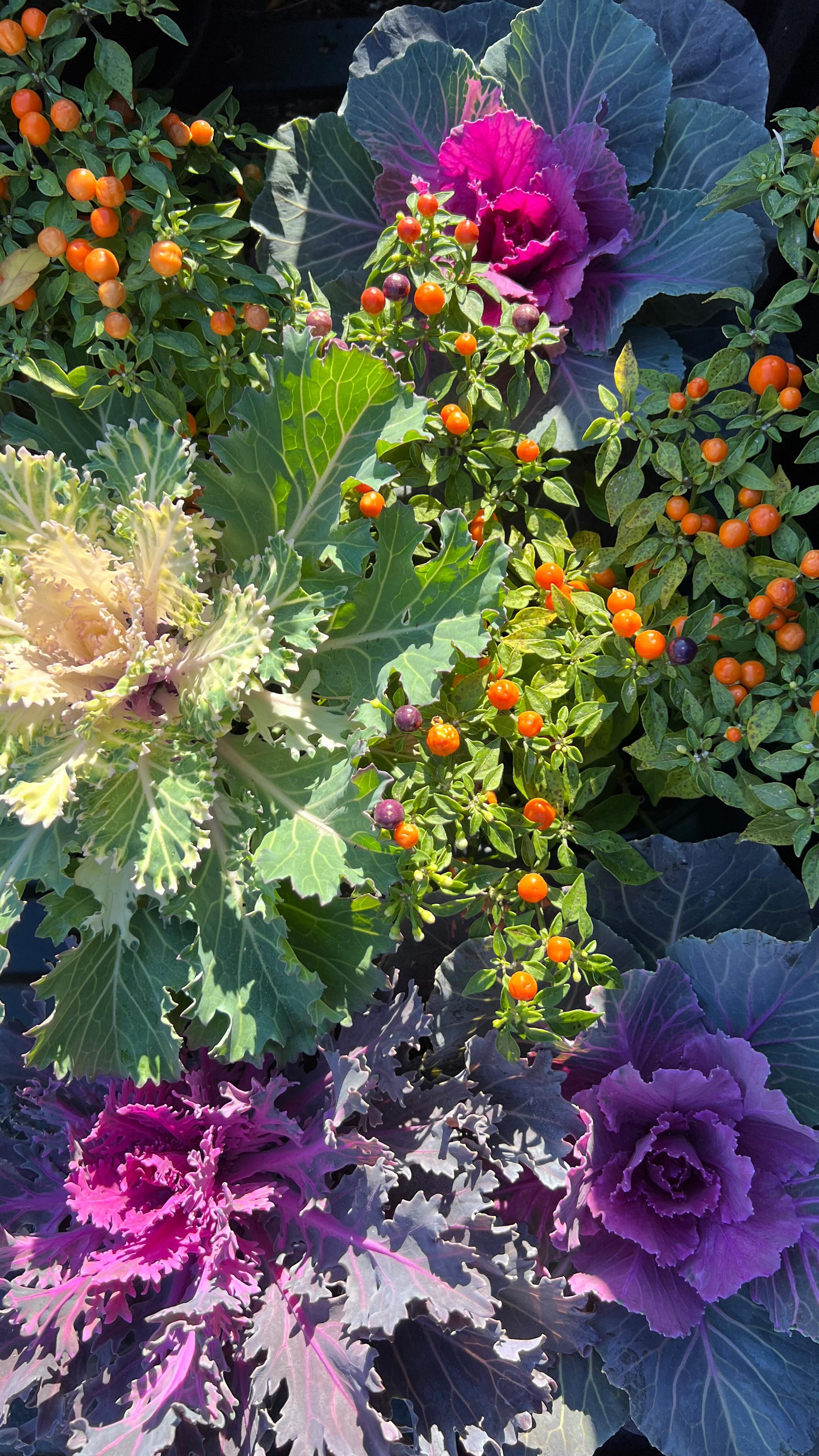 Sending you (garden) love, sweet love. 💗
#growyourownfood #earthmama #northforkliving #cleanliving #growsomething #gardeninspiration #spreadlove #worldkindnessday #raisedgardenbeds #vegetablegarden #ornamentalgarden #fallgarden