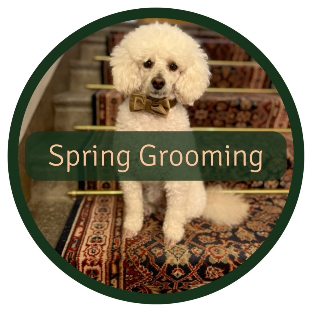 👉 Have you heard of Fear Free handling techniques for dogs?
It’s a technique that can help reduce stress and anxiety in animals during veterinary exams, grooming sessions, and other procedures. It can improve the animal's experience and leads to better outcomes.
👉 How does it work?
By using positive reinforcement, gentle handling, and creating a comfortable environment, veterinarians and groomers can help animals feel more at ease, leading to a more positive experience for both the animal and the practitioner. Fear Free handling also involves minimizing restraint and not using any aversive tools or techniques that may cause pain or discomfort to the dog.
🐩 Fear Free Grooming
Regular grooming and bathing of your dog's fur are necessary for their well-being as it can prevent health issues. It’s even more important during the rainy spring season, as wet and muddy conditions can lead to matting, tangling, and other issues 🌱🌧
Shoutout to @klippdinhund for their compassionate and caring approach to grooming 🙌
So if you're a pet owner, make sure to ask your veterinarian or groomer about Fear Free handling techniques to help ensure a more comfortable and stress-free experience for your furry friend ❤️
You can also read more at fearfreepets.com