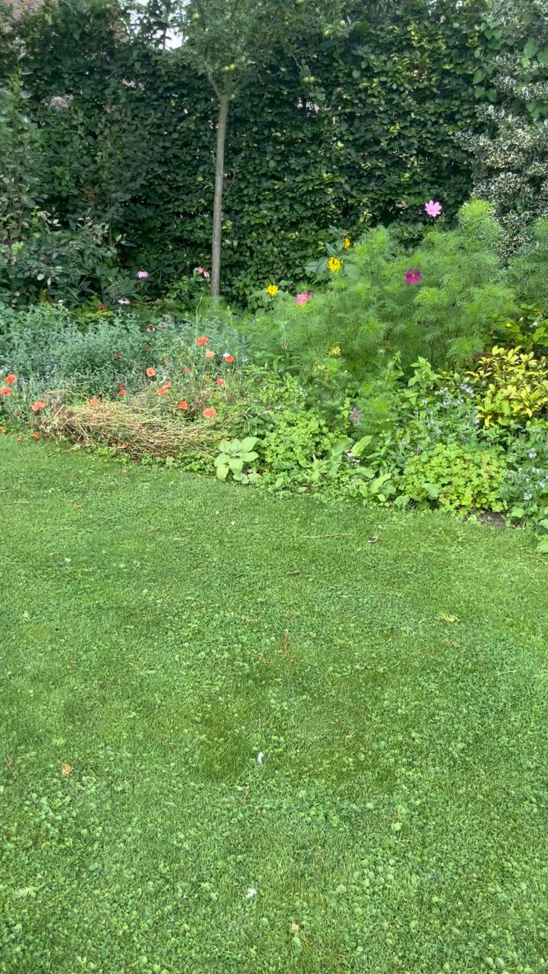 Wauw een cadeautje vandaag. Voor het eerst een Koninginnepage in onze tuin gezien 👌🏼🦋