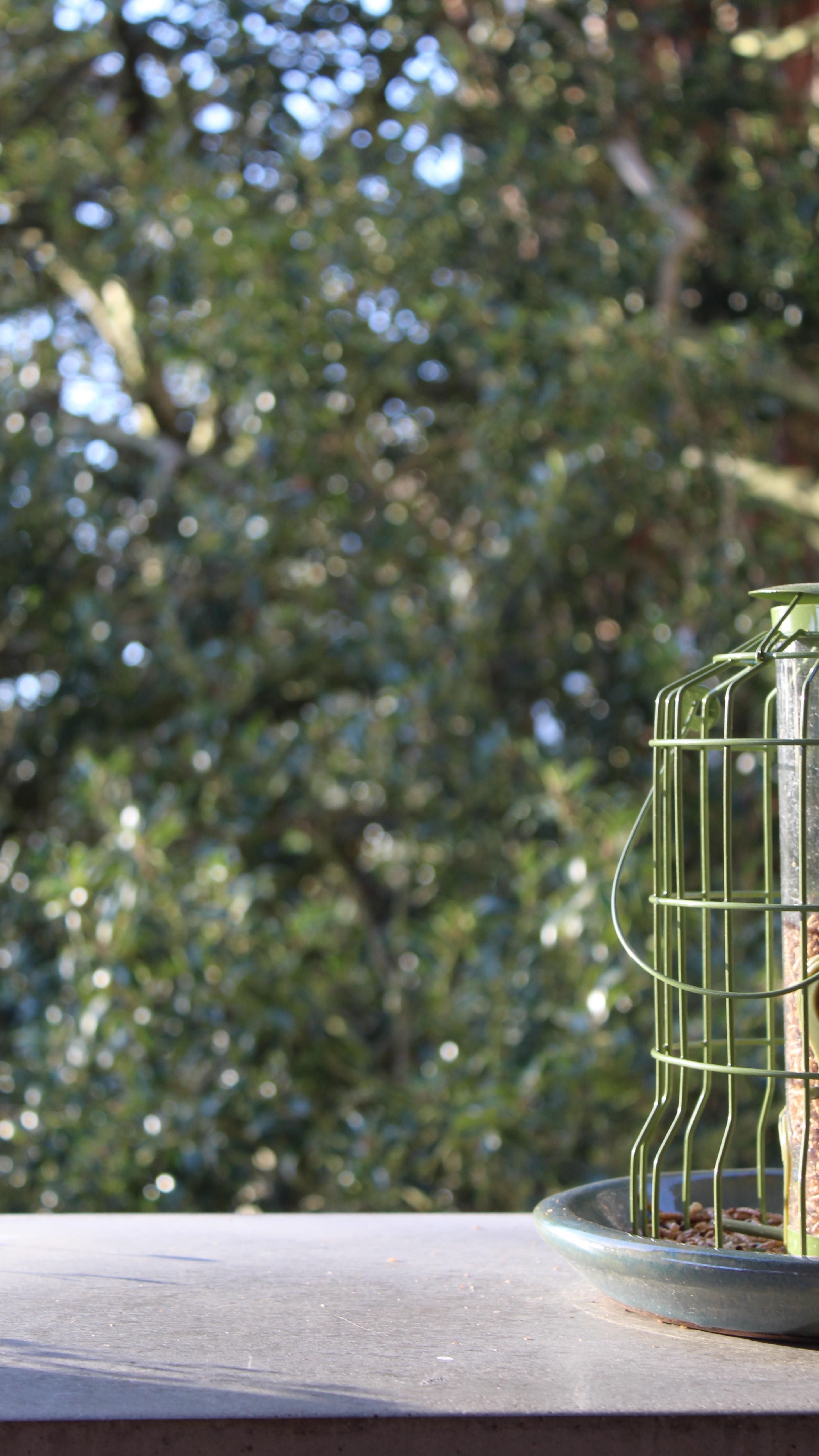 So happy to see the Robin back in the garden. Their “disappearance” can feel puzzling. Unlike migratory birds, most robins in the U.K. stay year-round. However, they can seem to vanish from small gardens during late summer and early autumn due to moulting, when they replace old feathers with new ones. During this time, they often retreat to quieter areas, avoiding predators while looking less sleek. Now, as winter sets in, they’re back with their familiar bright red breasts and cheerful song, reminding us why they’re such a beloved part of British gardens. 🧡
