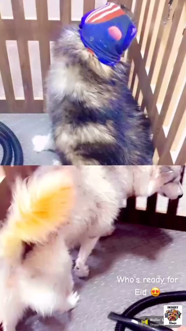 Eid showers for the puppies 💫🫶🏻🚿🫧
@hugo_the_aluskey
#desertmingle #رعاية_الكلاب #الرياض_الان #saudiarabia #alrawdah #dogdaycarelife