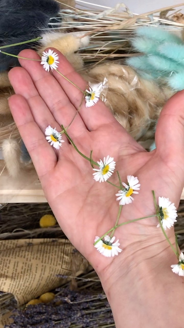 Pressed daisy chain!! It’s been all about the daisies this week! Lovely big oxeye ones which are currently in the press and these sweet little ones, but what’s it gonna be??!
#daisy #daisies #daisychain #oxeyedaisy #pressedflowers #pressedflowerart #realflowerjewellery #festivalfashion #summerfashion