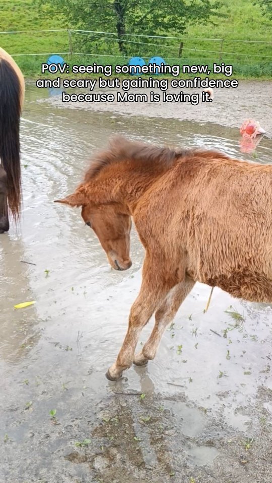 Urubina seeing a big puddle for the first time - I'd say there's potential she might become a hobby hippo just like her mom.