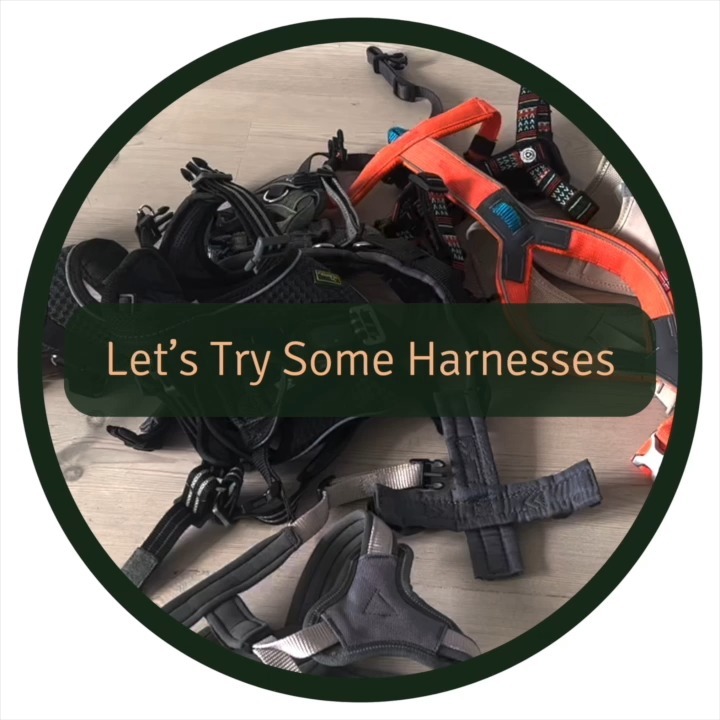 👉Which one fits best?
(Disclaimer: This post consists of my opinions and should not be considered as advice/facts as I am not a trained dog physiotherapist/veterinarian/ethologist, or similar)
Since we live in the city, unfortunately, there are times when I have to pull my dog away from something. For example, last week, a bicycle came speeding out of a corner, ran a red light, and almost hit us 😱 Therefore, a harness feels like a better option for us to hopefully reduce the risk of neck injuries/whiplash injuries, etc.
📝 Our wish list includes:
1. Good fit (preferably a Y-harness)
2. The harness should not be too tight behind the front legs
3. Free movement around the front legs and shoulders
4. The harness should not be made of material that's too stiff
5. It should not slide to the side so that one side of the harness on the chest goes against the inside of the front leg
6. The part of the harness that sits on the chest between the front legs should not be too wide, causing chafing on the inside of the front legs
7. The attachment on the back should not lie directly on his back
8. He should be able to sniff without any pressure on his throat due to a too high neck line
9. "Step-in" so he doesn't have to put his head through
10. “Fitting adjustment attachments” are in the right places
11. Reflective details
Attachment point for mild anti-pull control is not something that we use so it did not impact the grading, even though it can be a useful tool to manage pulling behaviour. However, it's important to remember that they are not a substitute for proper “loose-leash training” using positive reinforcement training techniques.
🏆Here is our top list of the ones we've tried that I think fit best on his body type and best meet the wish list.
1. @nonstopdogwear - Line Harness 👉10/11
2. @trixie.se - Premium Padded Y-Harness👉9/11
3. @dogcopenhagen Comfort Walk Air™ Sele 👉9/11
4. Woolly Wolf Woodland Harness 👉 7/11
5. Hunter Dog Harness Comfort Hilo 👉 6/11
6. Tre Ponti Harness Mesh👉 6/11
7. Curli Clasp Step-in Sele 👉 5/11
8. Gustav Evita Sele 👉 5/11
#dogharness #dogharnesses