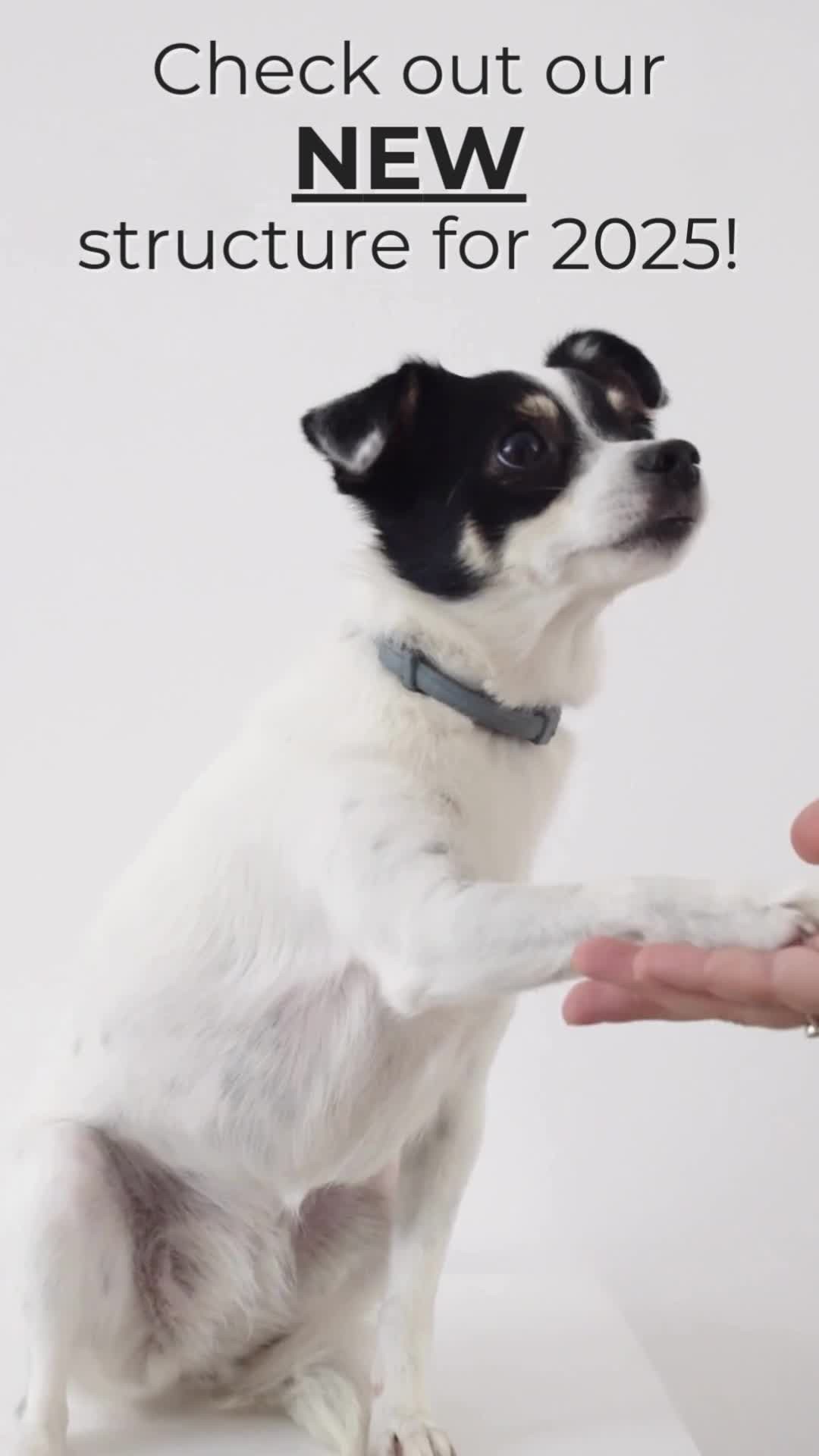 In 2025 Ohio K9 Ranch is evolving to focus on what we do best—offering customized training that meets your needs:
🐾 Board & Train: Now exclusively for puppies under six months!
🐾 Private Lessons: Bring expert guidance directly to your home.
These programs allow us to provide even more personalized attention and help you and your pup thrive together.
📩 Message us today to learn more or book your spot!