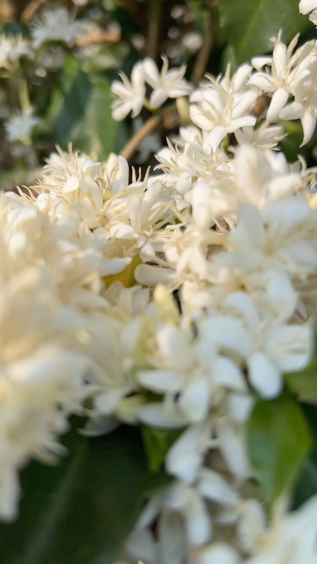 Flower power🪷🔥