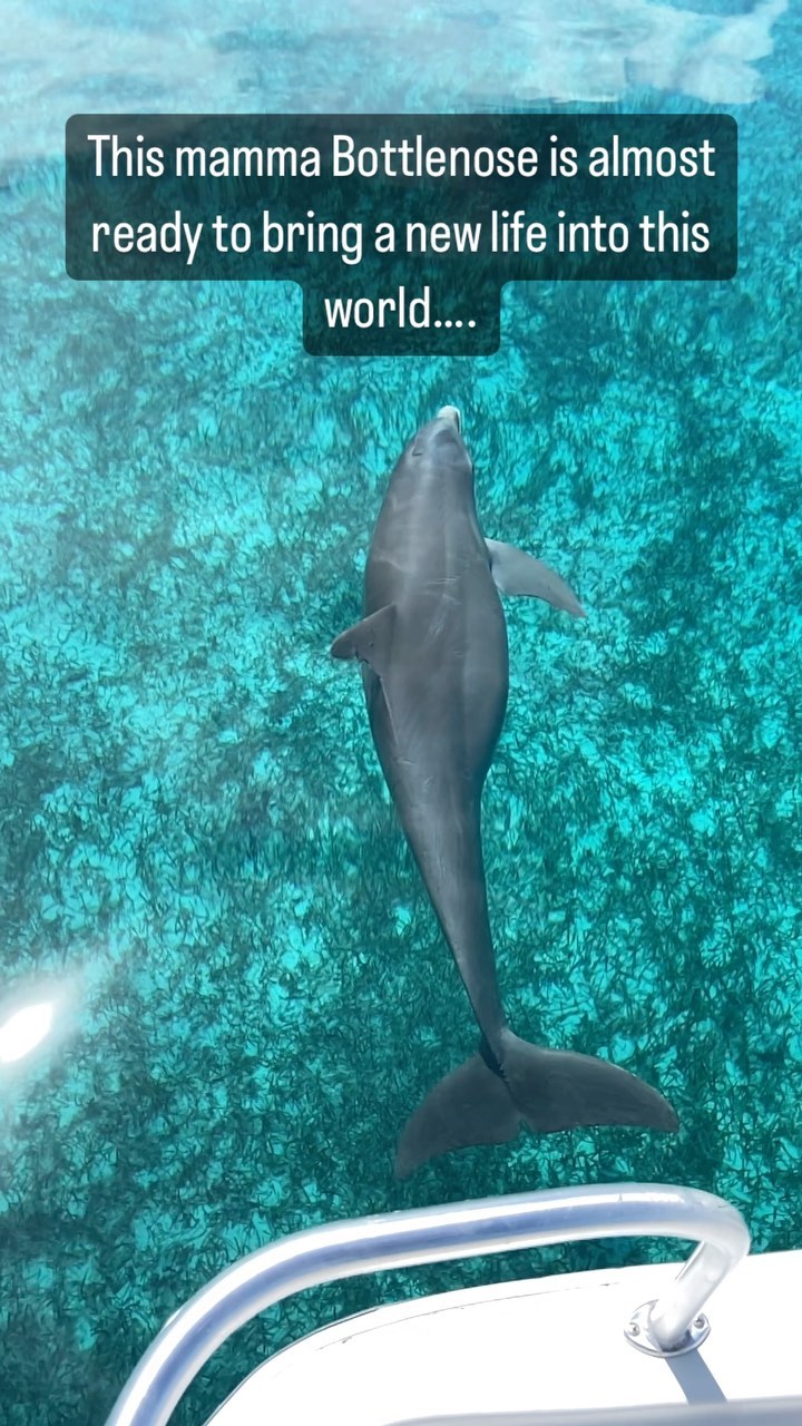 Some of my favorite days are cruising the shallow banks with my family when the ocean is glass!!! You can see every blade of seagrass, every starfish. The surface acting like a mirror to the underwater world. We came across the big old mamma Bottlenose on our way south. She looks like she will be bringing a new life into the world soon. I look forward to meeting her baby and our daughter getting to swim with her when she is older. @biminisharkgirl @luv_a_bull_lusca @dolphins_daily @love_dolphins @wildlife #dolphins #family #wanderlust #travel #bucketlist #glass #wildlife #adventure #discovery #bottlenose #bottlenosedolphin #pregnant #mamma #bimini #cruising
