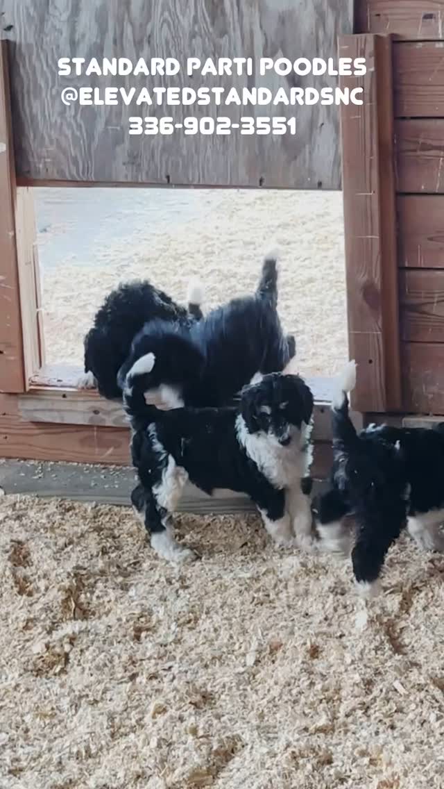 Puppies just wanna have fun! These six week old Standard Parti Poodles are living their best life @elevatedstandardsnc Ferguson, NC ❤️#standardpoodle #standardpartipoodle #standardpoodlesofinstagram #standardpoodlepuppies