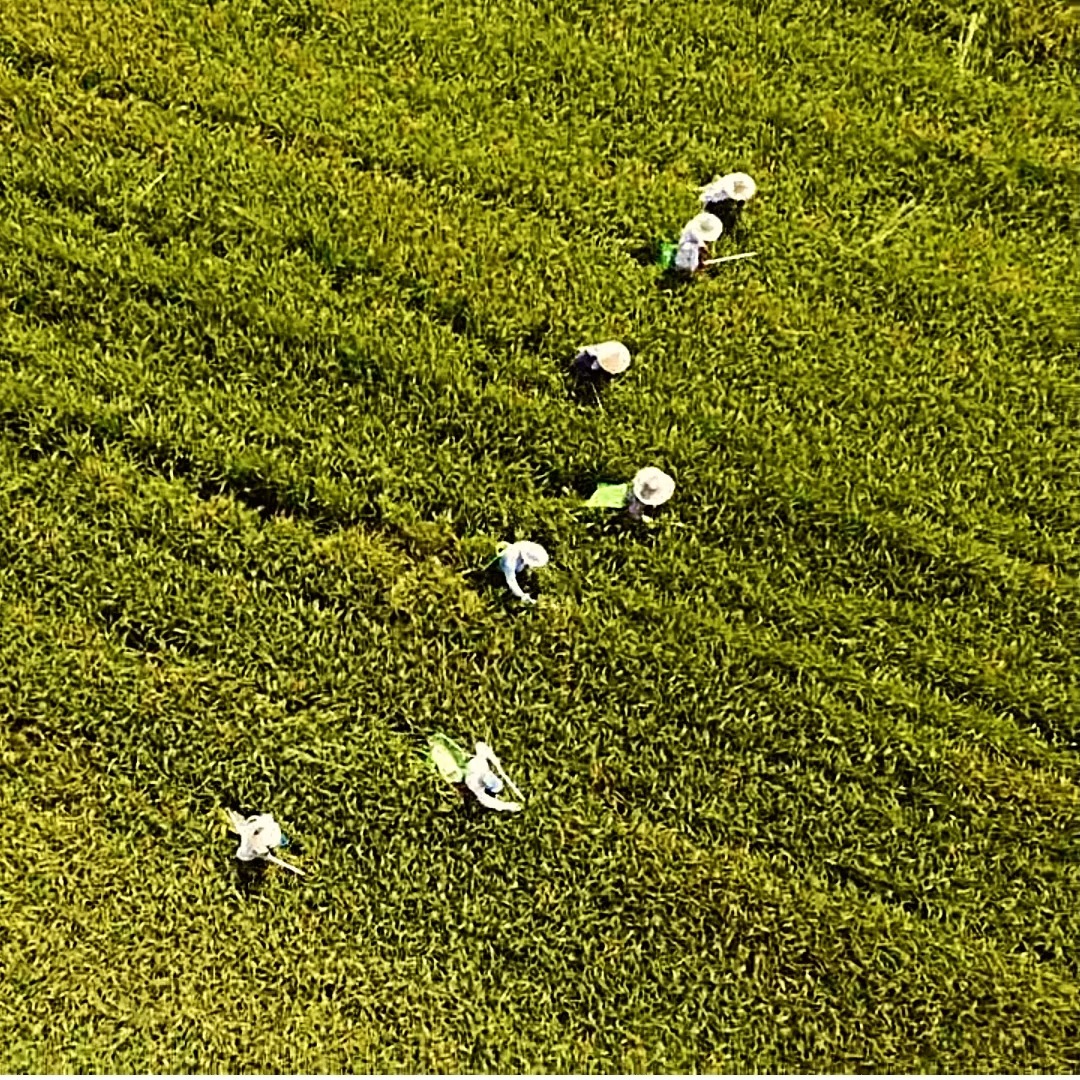 "Siamo fieri dei nostri metodi tradizionali ed ecosostenibili per la disinfezione del nostro riso. Rispettiamo la natura, coltivando in armonia con l'ambiente. La nostra missione è chiara: dalla terra alla padella, con amore per la sostenibilità. 🌾💚 #MetodiTradizionali #Ecosostenibilità #RisoDiQualità #SostenibilitàAmbientale #DallaTerraAllaPadella"