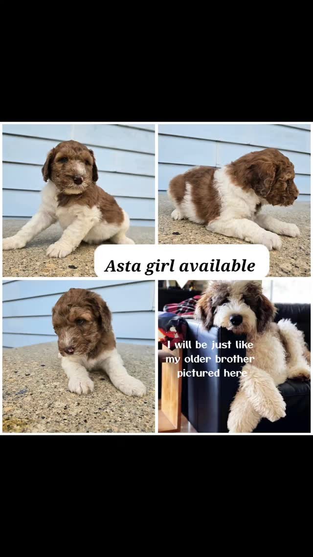 Call or text today! 509.553.3878
.
.
.
.
.
.
.
#sanders_saint_berdoodle
#Saint
#doodle
#puppy
#puppiesofinstagram