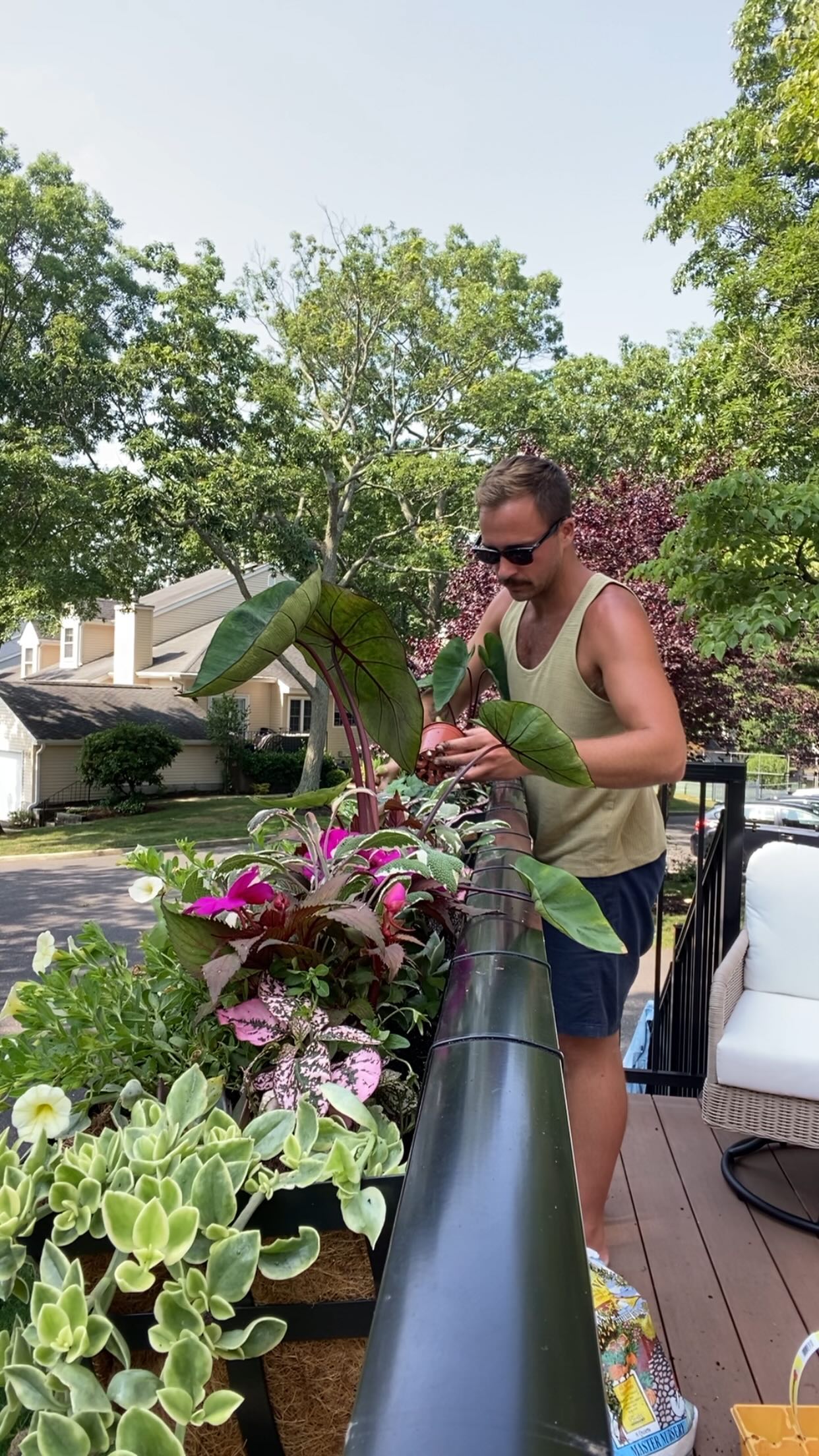 When I was visiting NJ last month I picked plants out for these rail planters with my mom. We picked some plants we had never seen before, we wanted to experiment. When I came back last weekend I saw they were struggling after a month of growing. Some of the plants were doing well, so I left those. I went to the nursery to get some hardy plants to replace the others. They now have some robust, colorful, and well suited planting arrangements that will grow in quickly for them to enjoy for the summer!
#landscapedesign #landscape #landscaping #landscapearchitecture #gardendesign #garden #planterdesign #annualplants #colocasia #outdoorliving #gardening #hypoeste #summerannuals #plants #landscaper #landscapedesigner #planters #railplanters #exteriordesign #deck #landscapelovers #sunpatiens #boyswithplants #tricolorsage #landscapearchitect #gardens #polkadotplants #gardeninspiration #modernlandscapedesign #outdoordesign
