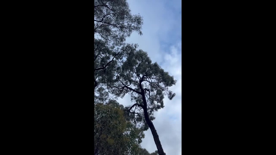 We were recently surprised by the daytime fly-by of a Sugar Glider!
What amazing creatures they are...
#australianwildlife #landcare #biodiversity #protectnature