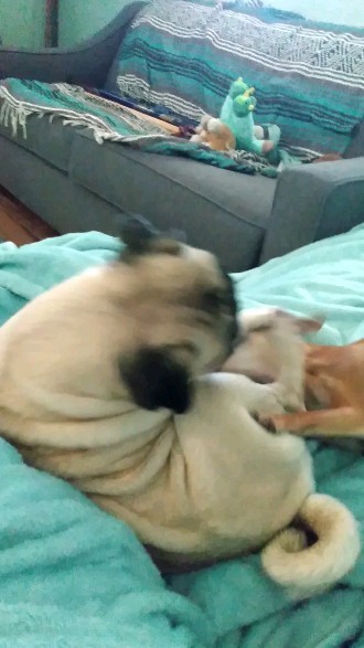 #pug #puglove #pugpuppy #puppy #puppylove #animals #pet #petsitter #womeninbusiness #smallbusiness #grantvalkaria #palmbay #palmbayfl #chiweenie