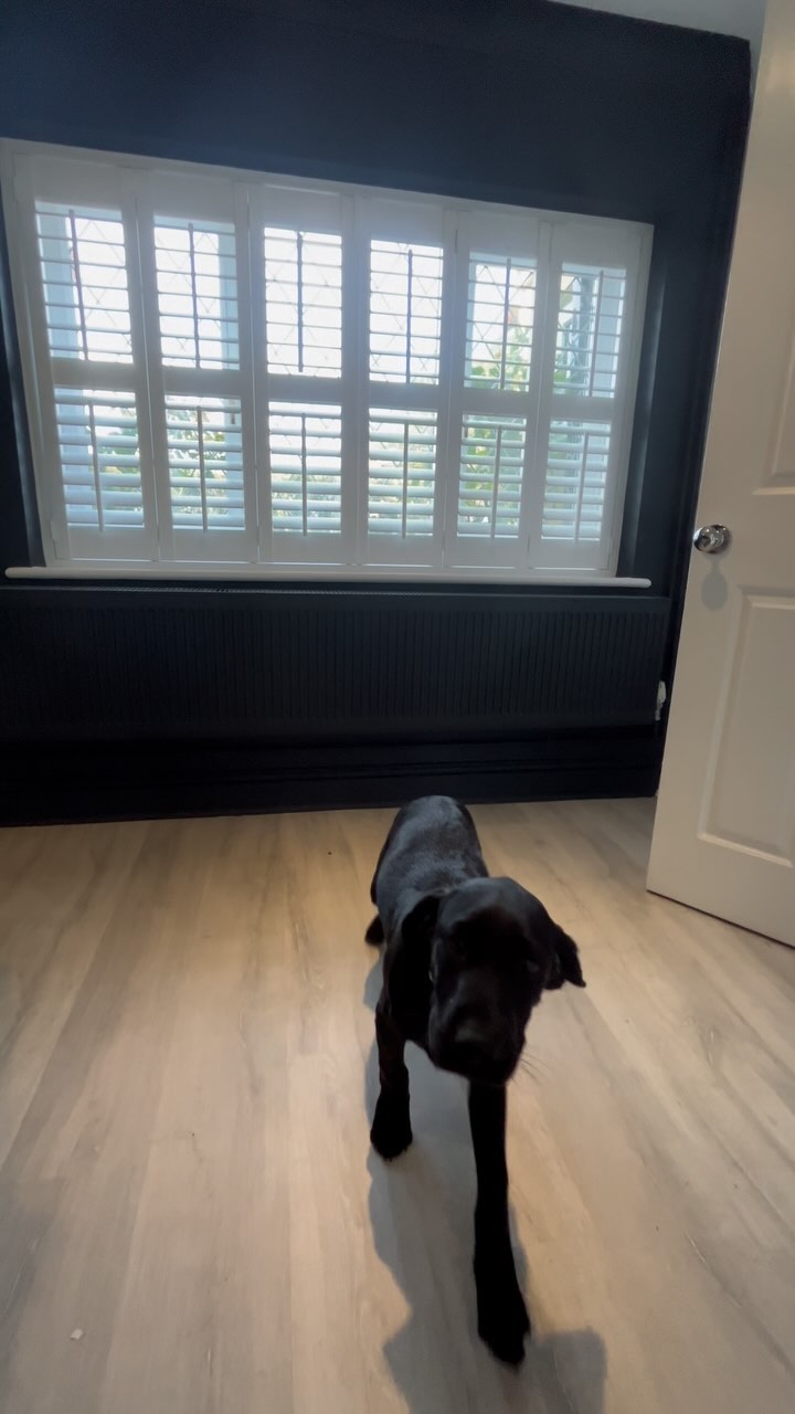 We just completed this stunning installation, perfectly blending style and function. Even their adorable new Labrador pup couldn’t resist checking out the new look! 🐾
Looking to add a touch of elegance and privacy to your home? Our bespoke blinds and shutters are made to measure, ensuring the perfect fit every time.
📍 Great Wigborough
🐶 Pup Approved!
💬 DM us to book your FREE consultation today.
www.indigoblinds.co.uk
Info@indigoblinds.co.uk
01787 275249
#IndigoBlinds #shuttersblinds #Shutters #Blinds #colchester#PuppyApproved #HomeDesign #InteriorInspo #BespokeShutters
