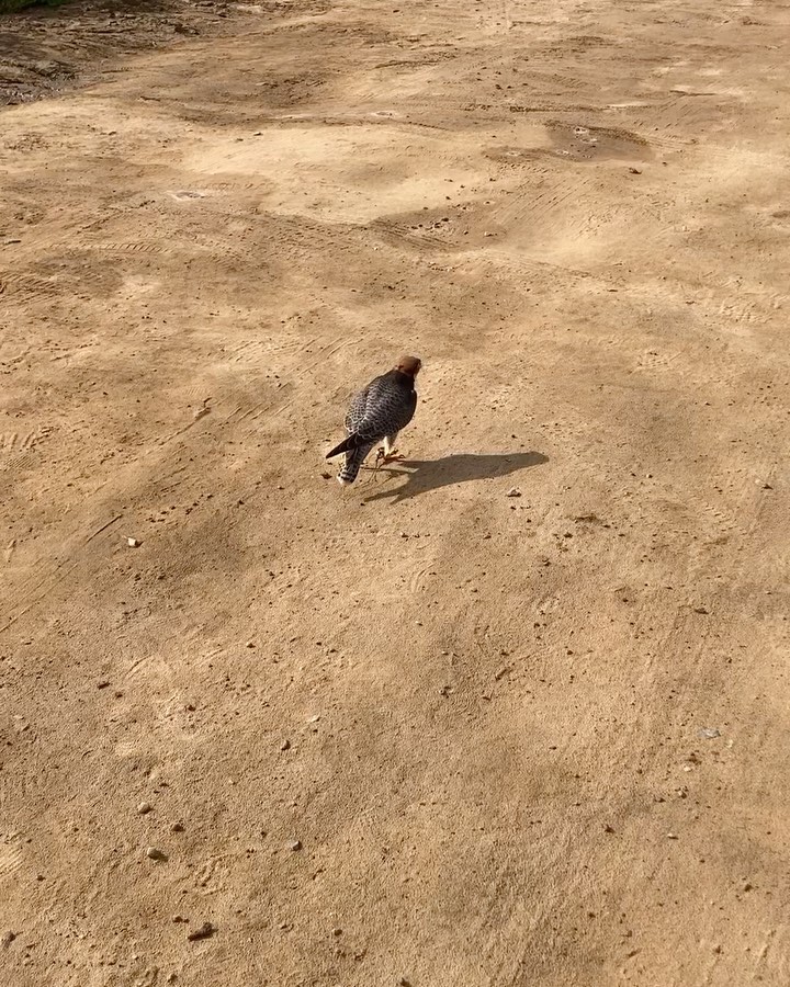 We had some rain showers Saturday, enough to get us wet but not enough to produce Bunco’s favorite features: mud puddles! Here a very puzzled Bunco looks for one where he would normally find several. Clearly disappointed, I expect he will lodge his complaints with the local weather service. #LannerFalcon #LaJolla #Totalraptorexperience