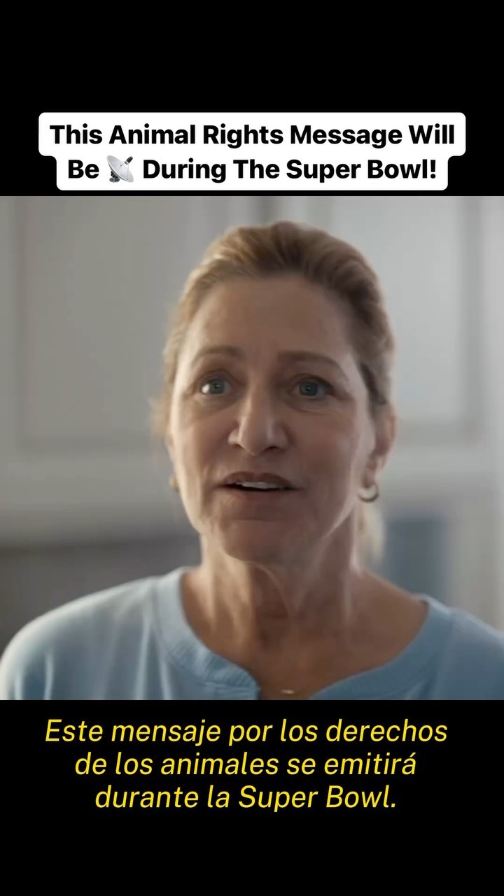 This ad was aired last night on CBS for more than 5 million spectators during the Super Bowl final. Ad by @peta with the collaboration of @ediefalco To learn more about the cruel diary industry go to the link in our bio and watch “Milk” by activist @joey_carbstrong And please quit diary today.
💚
Esté anuncio se emitió anoche en el canal CBS para más de 5 millones de espectadores durante la final de la Super Bowl. Anuncio de @peta con la colaboración de @ediefalco Si quieres aprender más sobre la cruel industria láctea, en el enlace de nuestra bio puedes encontrar el documental “Milk” del activista @joey_carbstrong Y por favor, deja los lácteos hoy mismo.
#dairyscary #quitdiary #govegan #haztevegano #leche #queso #cheese #milk #cruel #vegan #vegano