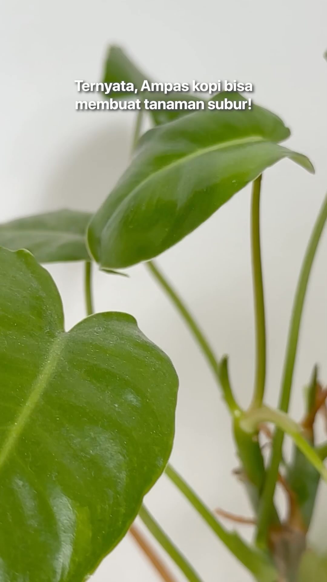 Siapa di sini yang suka minum kopi? 😊
Nah, kopi yang kamu minum bisa membuat Bumi menjadi lebih hijau dengan cara sederhana, loh!
Sisa ampas kopi yang kamu minum terdapat kandungan yang bisa dijadikan pupuk alami, dan untuk mengetahui cara mengolahnya bisa simak video ini, ya! 🤎☕🍃
-
-
-
#cintabumi #cintabumiproject #emisikarbon #littlethingsmatter #zerowaste #bumihijau #sustainablelifestyle #sustainableliving #environment #ramahlingkungan