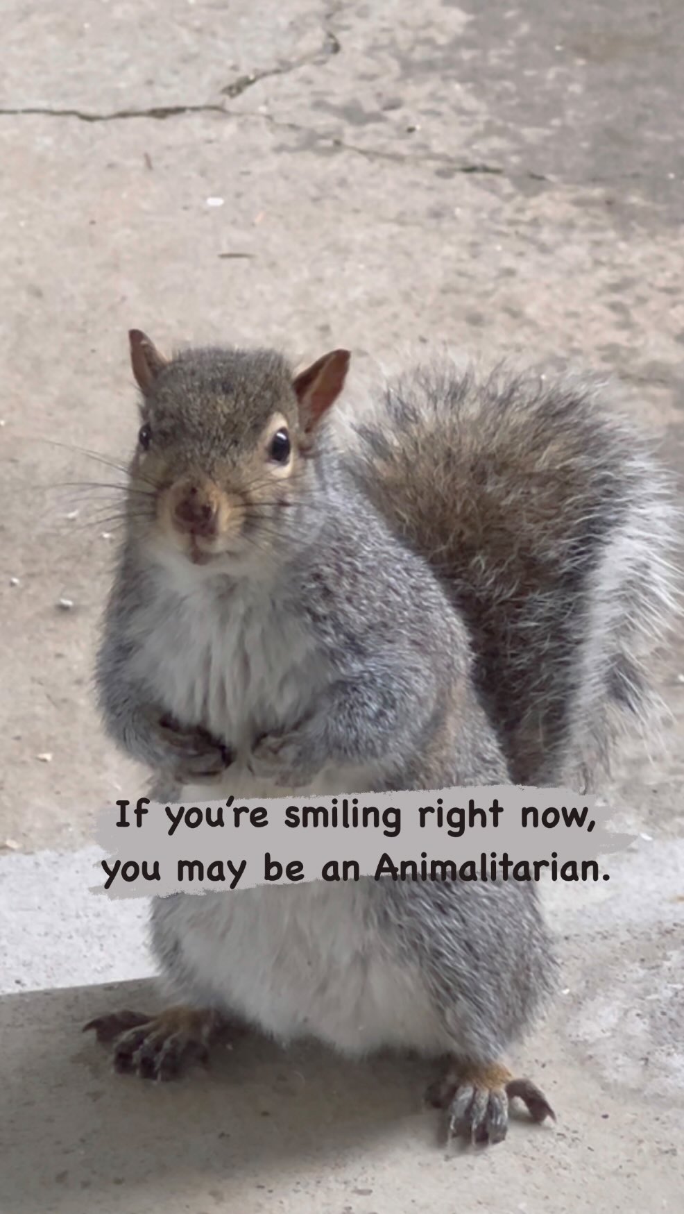 Animalitarians have deep connections with animals. We are sensitive to their feelings and needs. We genuinely love to be around animals whether domesticated or in the wild. Their mere presence makes us smile and our hearts fill with joy. #animalitarian