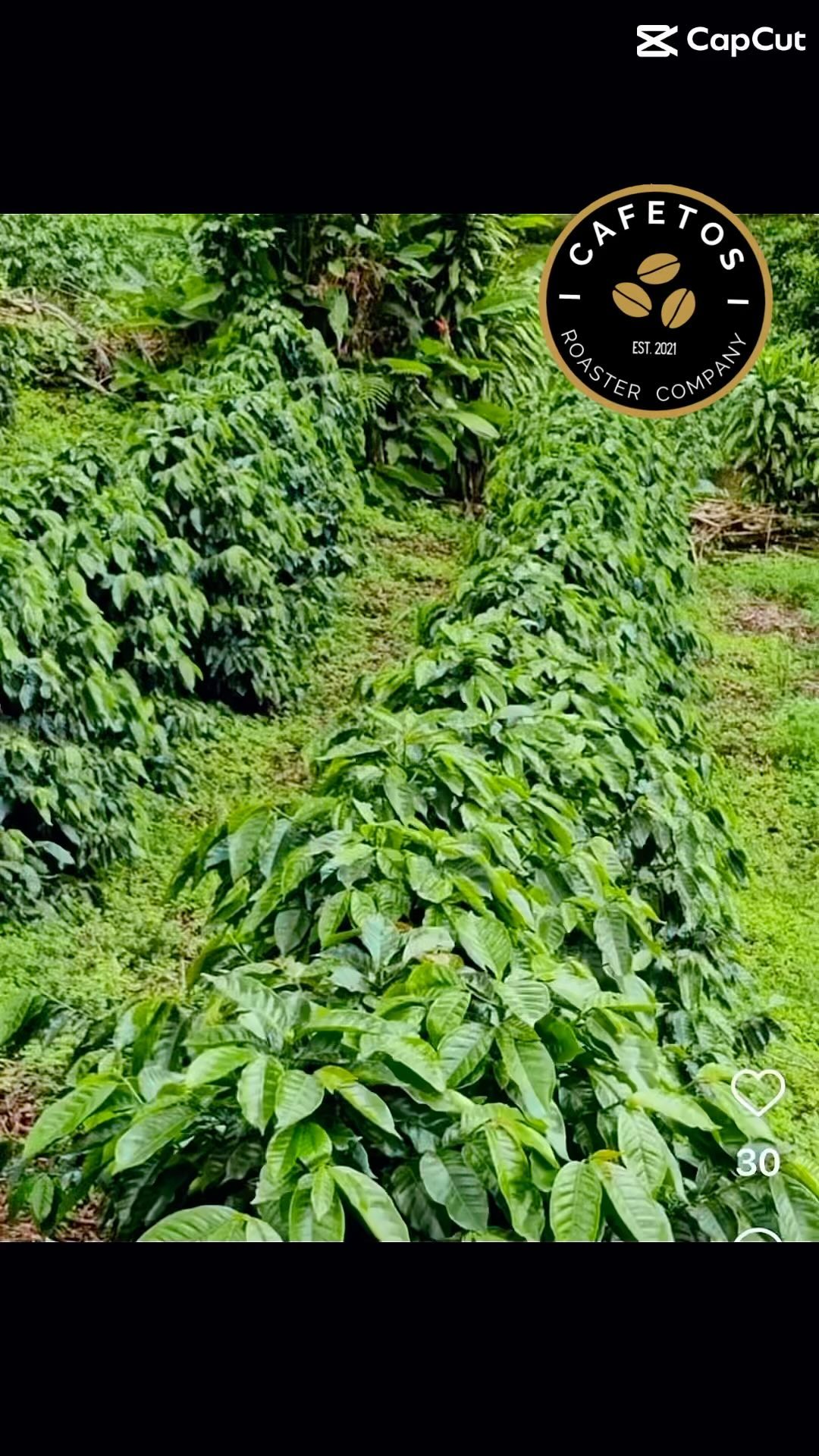 Ready to ship!
👪 Join our coffee-loving family and be part of a tradition that spans generations! ❤️ Together, let’s savor the extraordinary taste of Panama’s finest brews! ☕️ #CoffeeLovingFamily #PanamaFinest #JoinTheTradition #readytoship