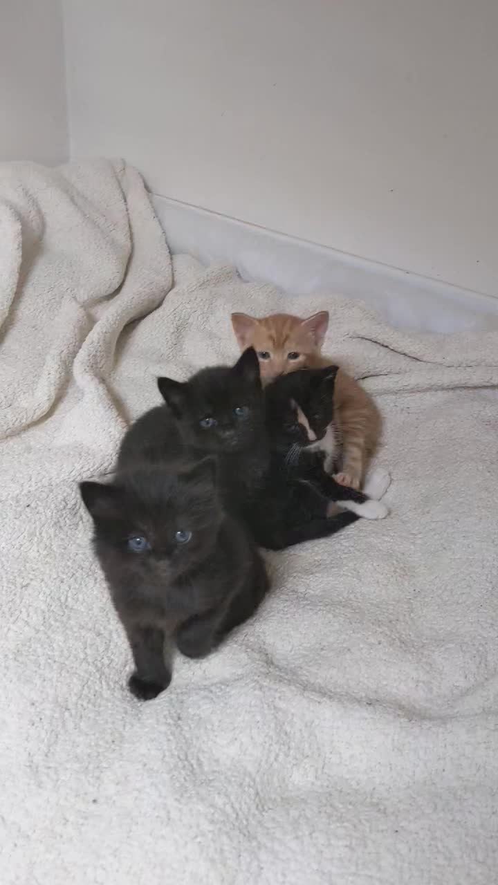 Misty came in with her 5 gorgeous kittens who are all doing really well.
They and Misty will be looking for new homes .
Home checks and adoption fees apply.