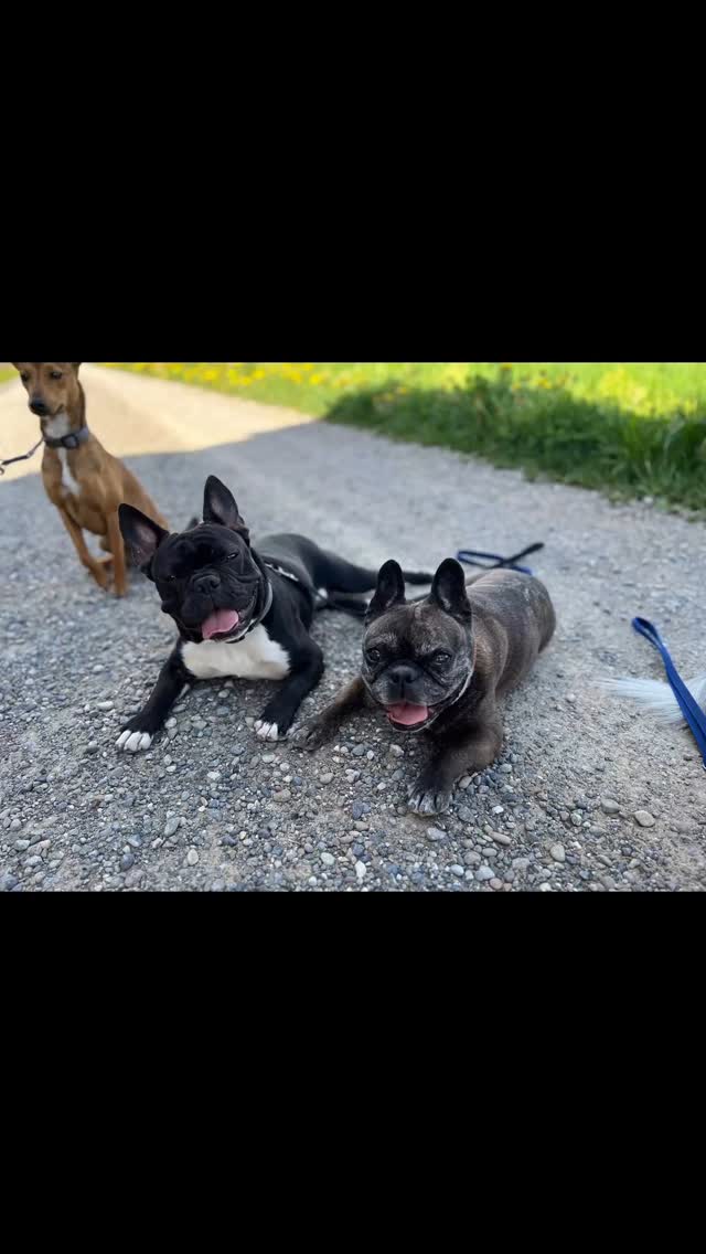 Happy Birthday Nox❤️ du bisch euses neuste Familiemitglied, aber häsch eus scho sooo fest um de Finger gwicklet🥰mir gebet dich niemeh her. Jede Tag bringsch eus zum lache und mir händ scho ganz viel schöni Momänt zämme defe erläbe😍 uf no ganz ganz viel wiiteri so schöni und lustigi Momänt #love #frenchbulldoglife #birthday #hundeleben