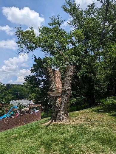Nasty maple tree removals. We removed the large dead silver maple in the foreground and the dead maple over the pool deck in the back left. #treeservice #treeremoval #treepruning #stumpgrinding #arboristsofinstagram