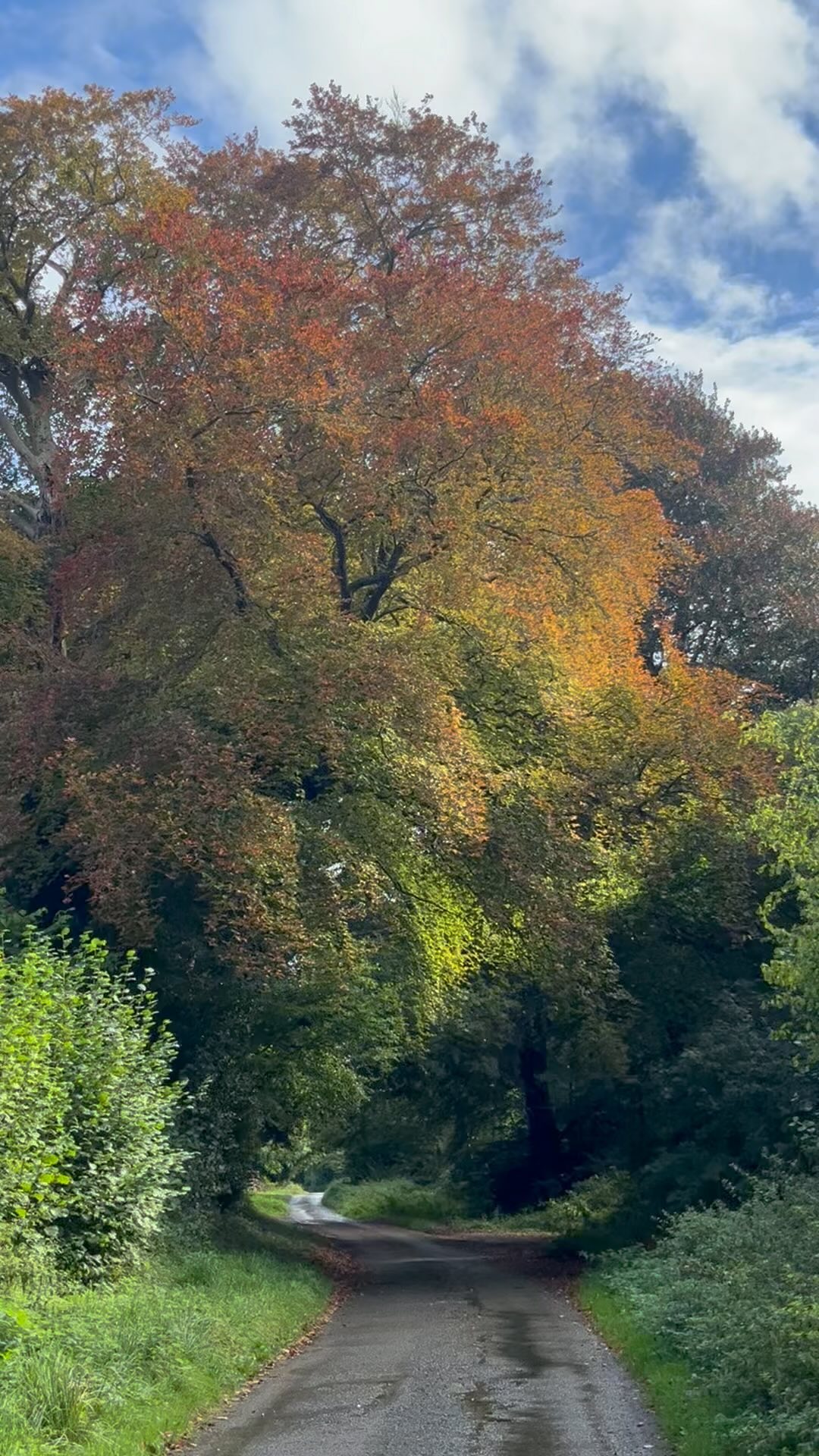 c h a n g e s
of season
of body
of relationship
of job
of work
of identity
of home
of place
relief, release, shift
space for new, for the fresh
a sense of unsettledness perhaps
panic, fear, overwhelm
a want to fix, to rush, to solve
shame, repress, deny
keep busy, keep distracted
what do YOU notice?
what do you feel when you pause to listen?
what or who helps you to truly hear yourself
human or more than human
to feel safe enough to be with it
to meet it, to get curious?
big change
small change
long time coming change
unexpected surprise change
internal, external, one in the same
however it manifests
itās here
whether we chose to be with it or not it seems
honouring change
as the seasons shift
in you, in me, in us
itās agonising discomfort & exquisite beauty
ā¦and if youāre curious to explore more around this
how itās emerging or unfolding in your experience
letās find a way to come together
links to one-to-one & group spaces in my bio
#natureconnection #ecotherapy #ecopsychology #seasons #shift #change #spacetobeheard #curious #notice #mentalhealth #wellbeing