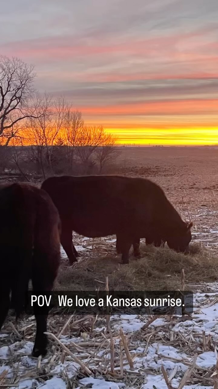 A million miracles begin at sunrise. We would not want to live anywhere else!
#sunrise #kansas #midwestliving #cattletales #ranchlifestyle #ranchthings #beeffarmersandranchers #beefcattle #cowcalf #cattlecountry #ranchlife #ranchmom