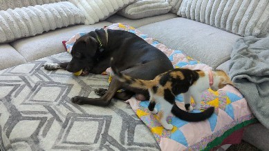 My gran fur babies 😺 🐶 cuteness overload!
#furbabies #kittensofinstagram #kitten #labrador #playtime