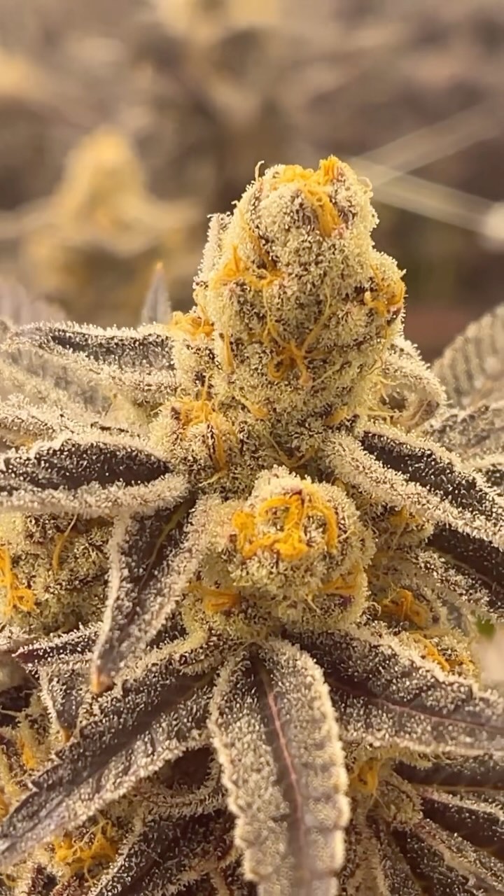 Teamwork makes the dream work 🪓👨🚒