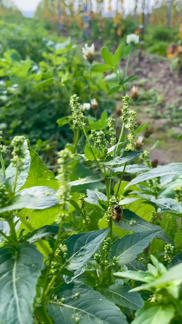 #bienenfreundlich #weingenuss #jungweingarten 🐝🌱