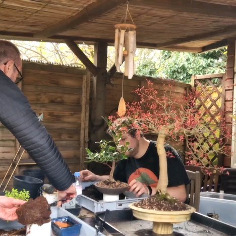 #bonsai #bonsaitree #bonsatrees #maplebonsai #japanesemaplebonsai #seigenbonsai #camelia #cameliabonsai #bonsaicamelia #bonsailondon #bonsaiclass #bonsaiworkshops #makebonsai #ma-kebonsai #permabonsai