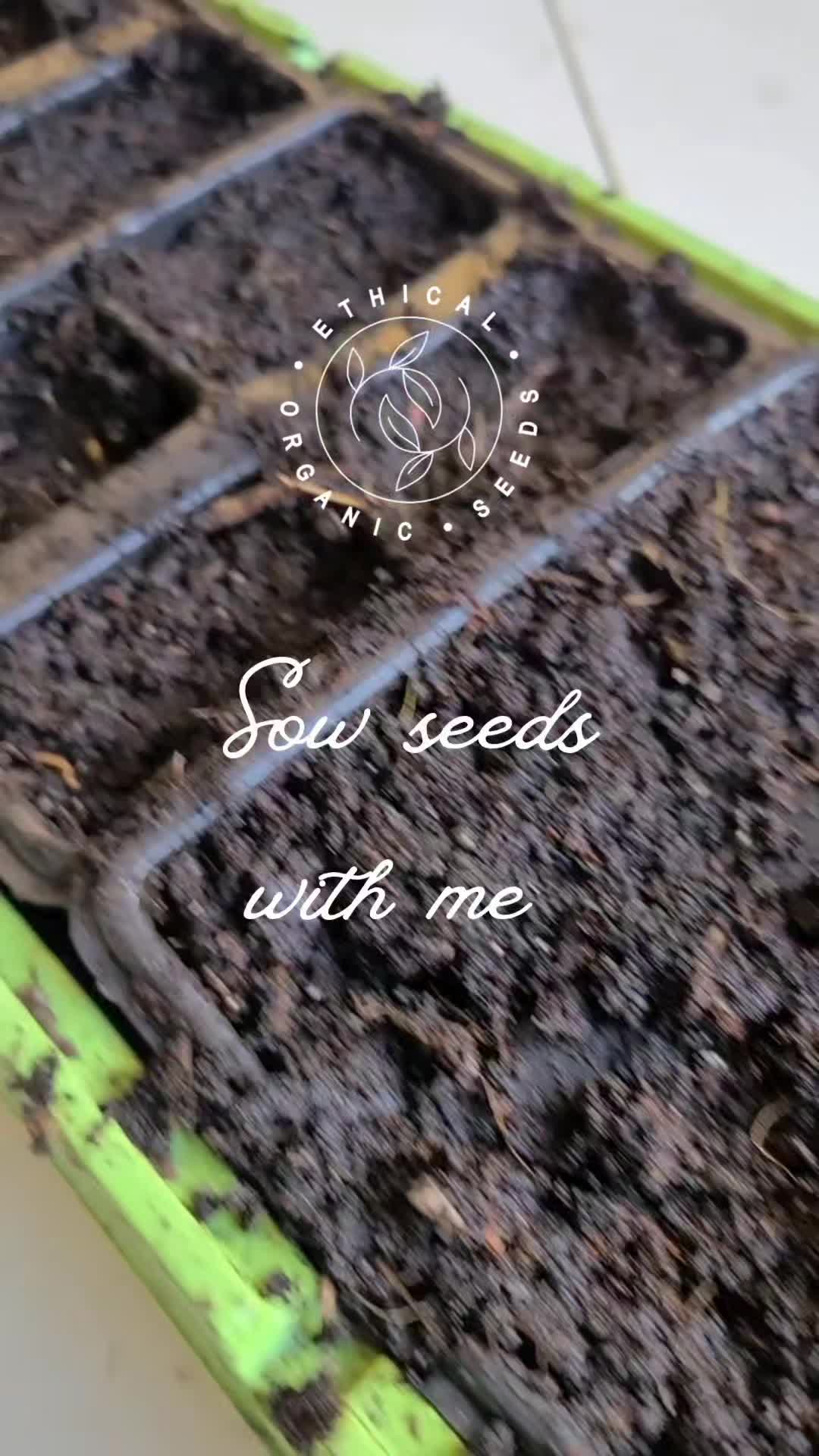I know it's a little early. It's better to start in February, but I'm hoping this video will prove useful to growers.
I've found a good rule of thumb when sowing seeds is to plant bigger seeds deeper, smaller seeds shallower and tiny seeds with a dusting of compost on top.
I find it easiest to have a pot of extra compost handy to cover the seeds.
Beans and bigger plants are best kept in a module alone.
Tomatoes and peppers work well with two per module.
Sweet peas, leeks, and onions can be multi-sown.
We are happy to say that we now have everything you need to start sowing in store.
Compost, recycled, and recyclable propagators and wooden labels ✨️
To take a look please go to www.ethicalorganicseeds.co.uk/garden-supplies
#organicgardening #organicallotments #seedstarting #vegetablegardeningtips #allotmentuk #allotmentlove #gyo #growyourown ##growyourownveggies #growyourownfooduk