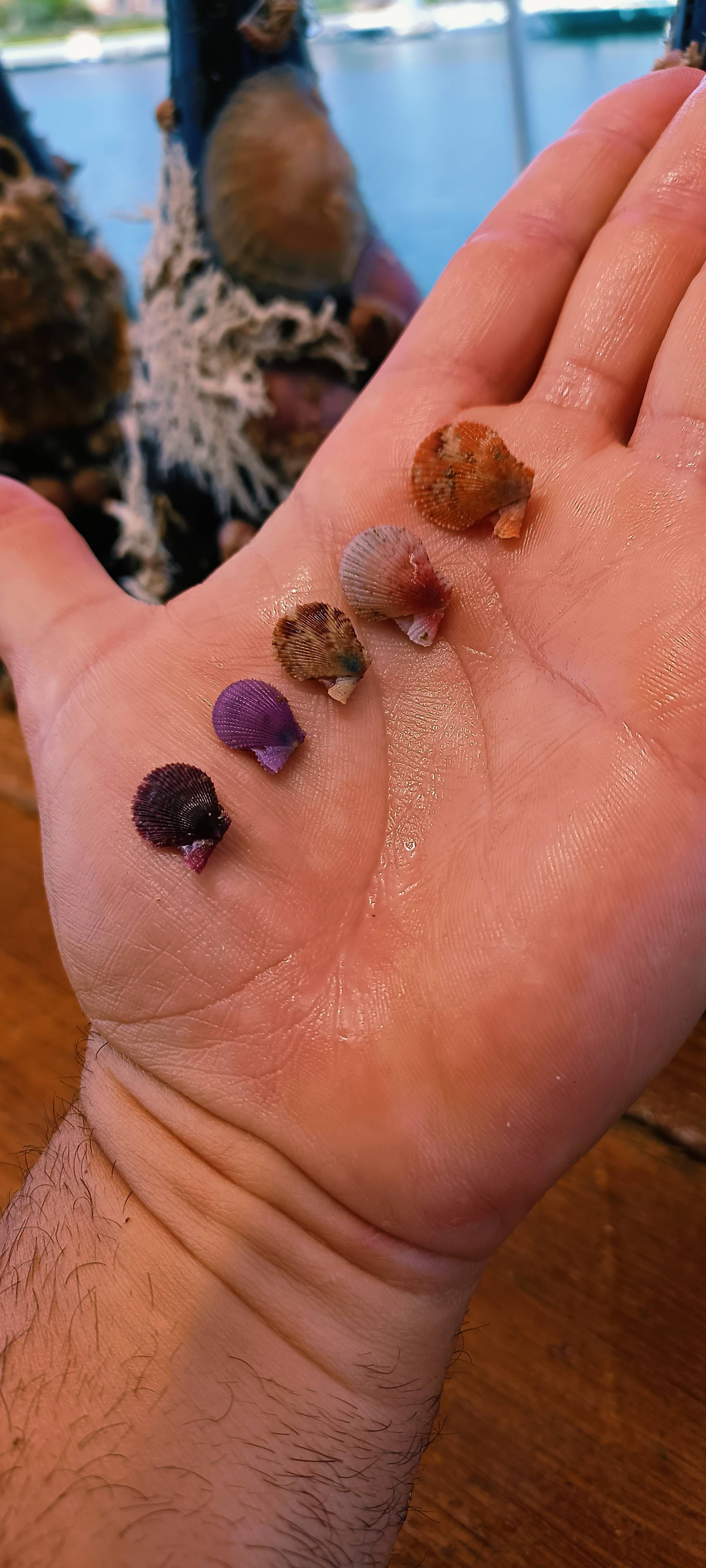 Maravillosa naturaleza!
Nuestras nasas de guarda de vinos siguen siendo un microambiente ideal para la captación espontánea y crecimiento de bivalvos.
No dejan de sorprendernos las tan diferentes coloraciones de las pequeñas zamburiñas! 🥹😄
Simbiosis perfecta favorecida por un microambiente de aguas con mayor filtración y policultivo de diferentes animales marinos
#policulturamarina #policultivomarino #filtracióndelmar #escaramujowines #BodegaSubmarina #acuiculturasostenible