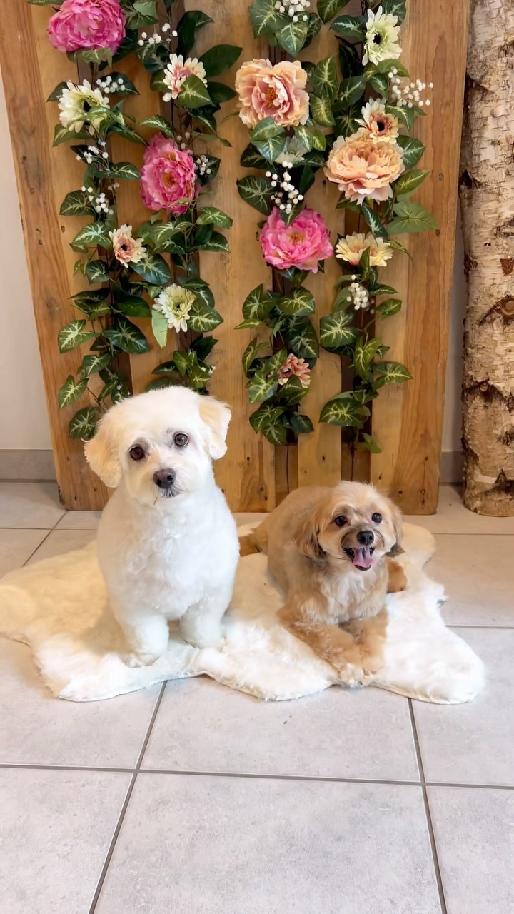 Bailey und Muffin 🧡
#jelenashundesalon #münchen #feldmoching #hundesalon #hundesalonfeldmoching #bayern #bayernmunich #germany #deutschland #hund #hunde #hundeliebe #hundefotografie #hundepflegen #hundeportrait #dog #dogsofinstagram #dogs #dogoftheday #doglife #pet #petlovers #groomer #grooming