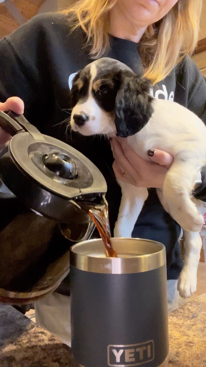 Starting the day off with good vibes, and sending some your way too ✨🤍☺️🐾
•
Puppy+protein coffee=🤩
I’ve tried about 6 flavors now for protein coffee, and milk chocolate is my favorite so far, it just tastes like creamy mocha, even though I’m not usually a chocolate person 🤷🏼♀️.
•
150 Cal, 2F, 5C, 24P - An easy complete protein source to start the day if you’re not up for eating right away or looking to hit a daily protein goal.
The meal plan I have for #75hard is 140g protein a day, and choices like this help me get there! 💪
I have a free shipping link in my bio and would be happy to chat (ok let’s be real I love talking about this stuff) if you have any questions!
•
Now go have a good day, ok?
☺️✨🤍🙌
•
#goodmorning #yougotthisgirl #proteincoffee #butfirstcoffee☕️ #puppiesofinstagram #englishsetterlove #dogmomlife #iam1stphorm #wisconsinlife #wisconsinfoodie