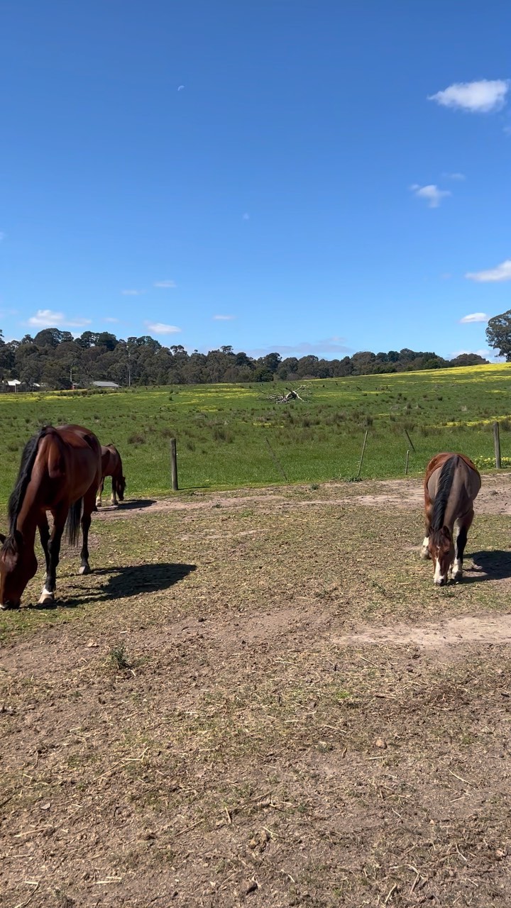☀️SUNNY DAYS☀️
It’s finally that time of year when the rugs come off and the horses get to bask in the sun!
#valleyparkridingschool #valleypark #horseriding #horseridinglesson #melbourne #whattodo #horses #horse #pony #poniesofinstagram #horsesofinstagram