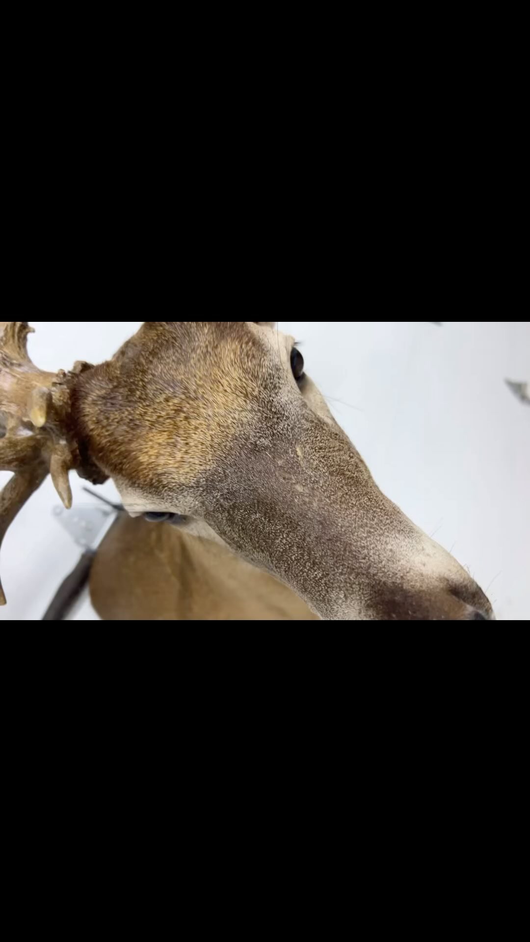 Who wants to hunt a buck just like this?!?
#deer#buck#trending