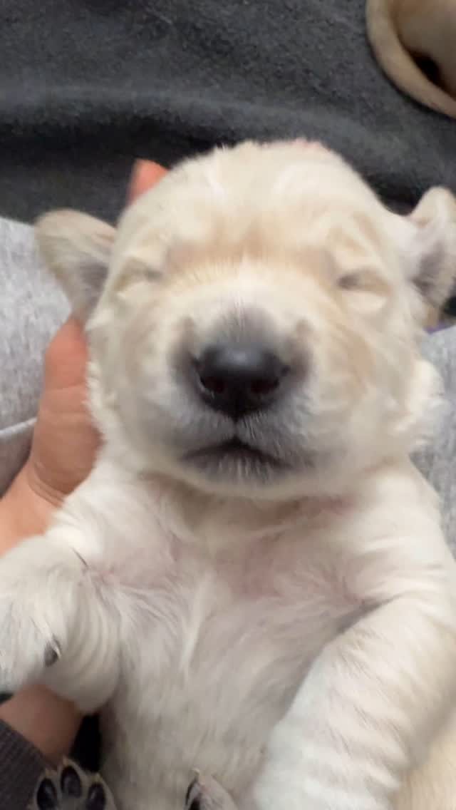 Sweet sleepy moments with these new pup pups!