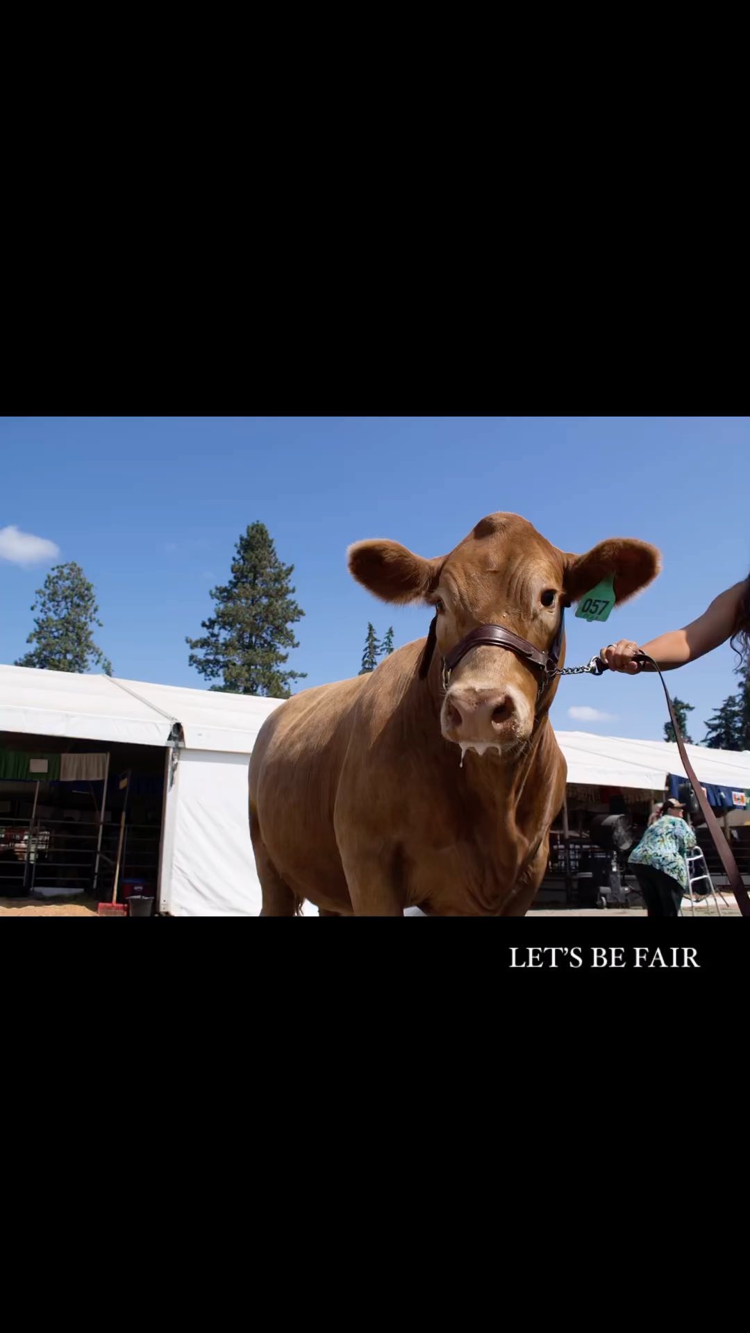 In my experience photographing animals at county fairs this summer, it became ever more clear to me that none of them wanted to be there.
Moments from the 2024 Clackamas County Fair, Oregon.
✨🖤✨
#whatifwesawthem #animalphotojournalism #countyfair #ahimsa