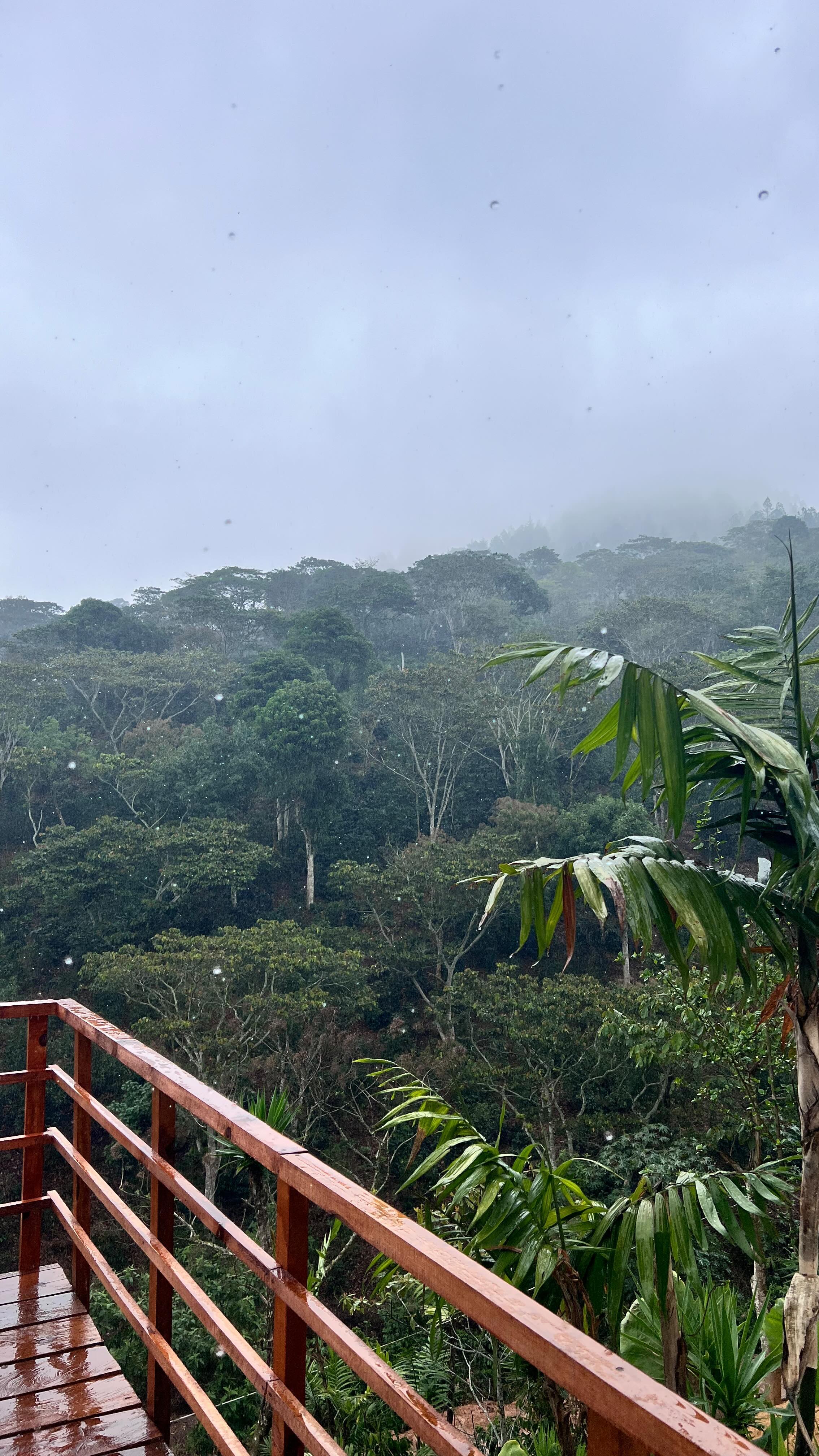 After 40 days without rain 🌧️ ⛈️🌲🌴