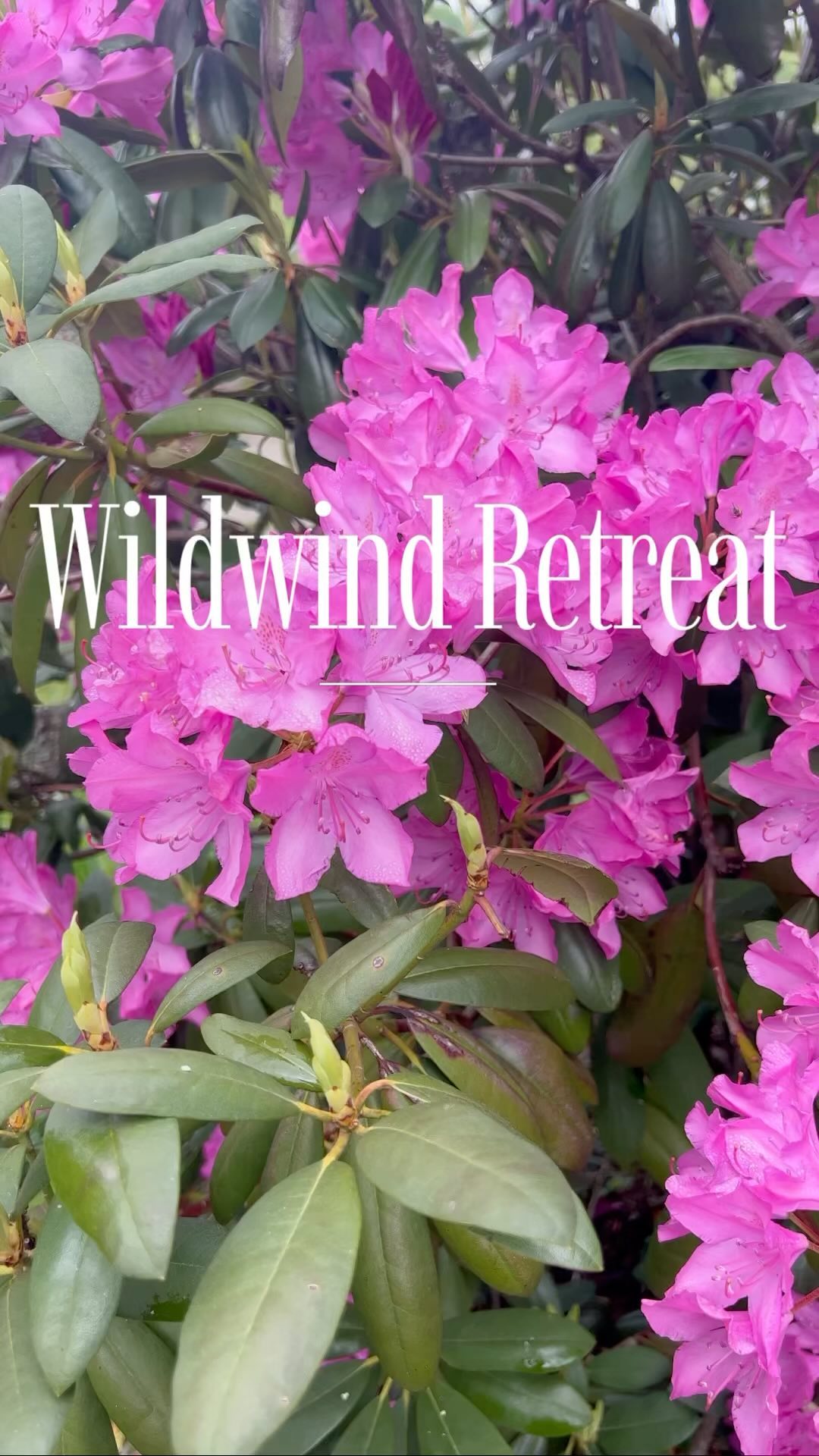 Imagine these views at your wedding or event…. ❤️
#mountainwedding #boone #blueridgemountains #ncwedding #ncweddingvenue #mountainview #destinationwedding #appstate #weddingvenue