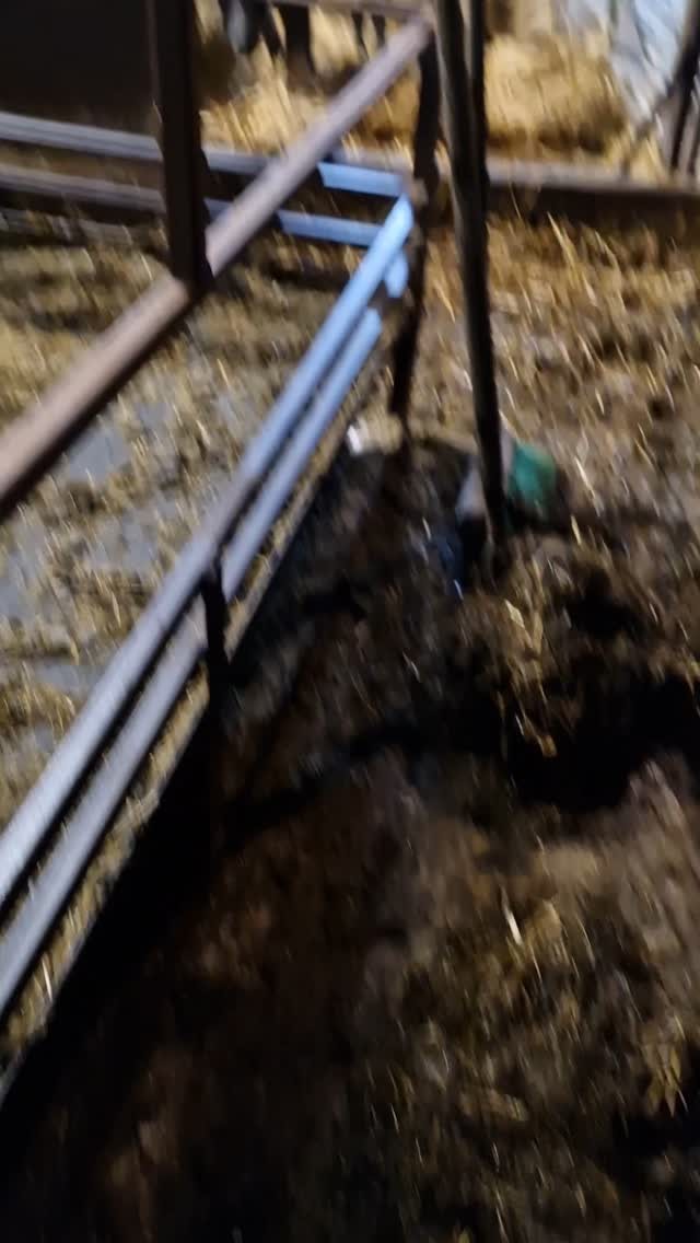 Tuesday 21 Jan...
Now the sheep are housed, this is where the busy mornings begin. Not the worst workplace though!